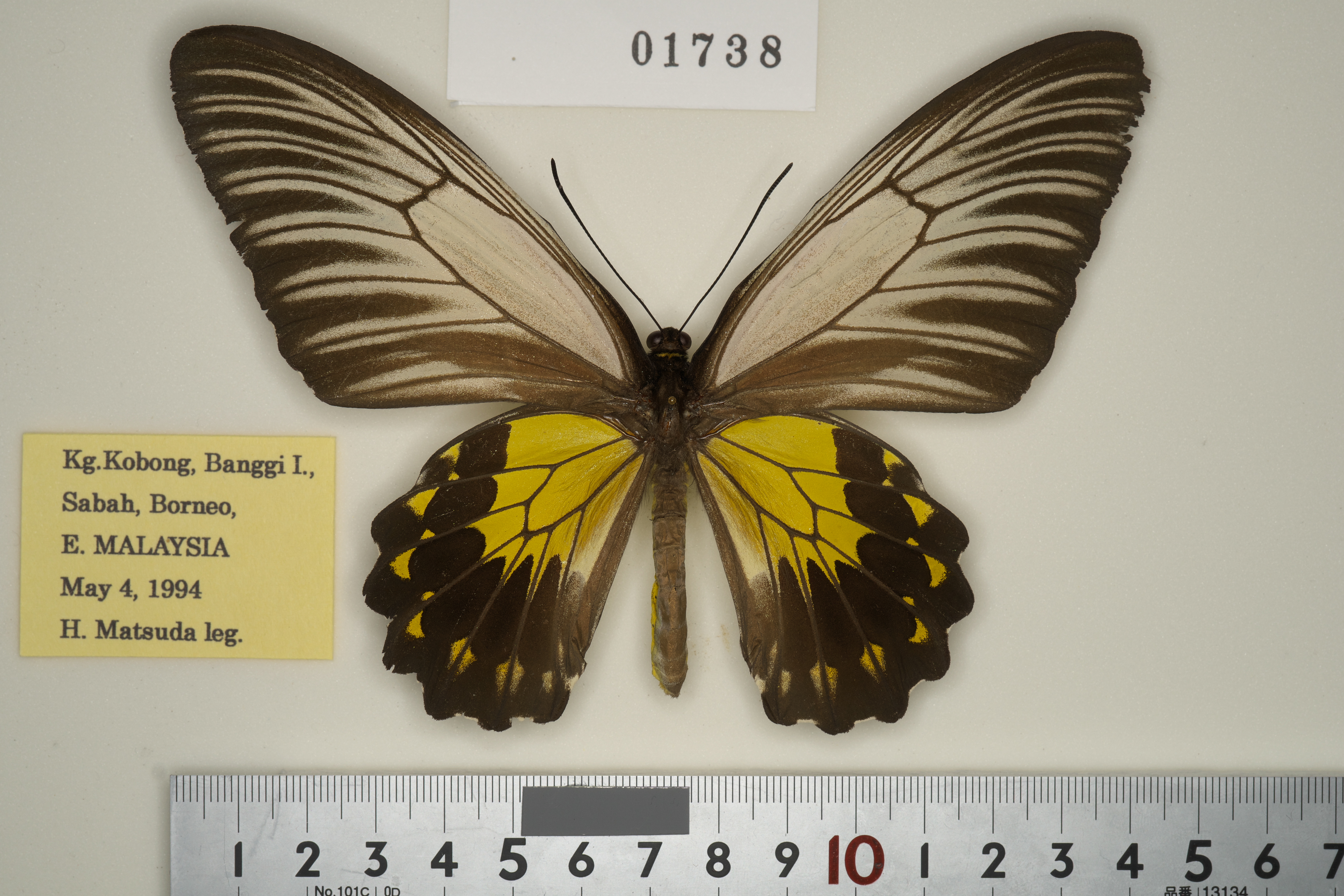 169-01738 | トリバネアゲハデジタル大図鑑（大屋崇コレクション）